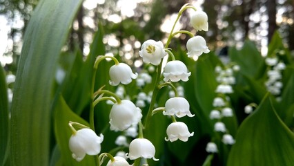 Lily of the valley flowers in the spring in the forest.