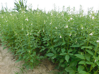 A large crop of sesame seeds