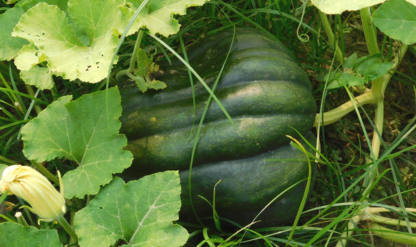 Cucurbita pepo is a cultivated plant of the genus Cucurbita. It yields varieties of winter squash and pumpkin, but the most widespread varieties belong to the subspecies Cucurbita pepo subsp. pepo,