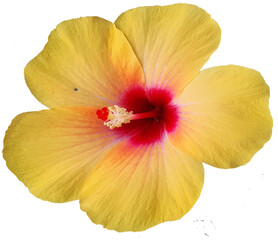 red hibiscus flower © rema