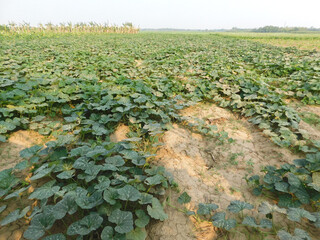 Fototapeta premium Green fresh leaves of pumpkin bush growing . Summer vegetable garden soil and harvest.Eco Farming growing food .