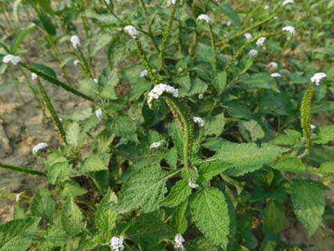 Alacransillo, Eye Bright, Indian Heliotrope, Indian Turnsole, Turnsole, Heliotropium indicum	