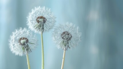 Obraz premium Dandelions against a gentle backdrop - perfect for those who appreciate nature, wall decor, and designs inspired by the spring season
