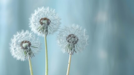 Dandelions against a gentle backdrop - perfect for those who appreciate nature, wall decor, and designs inspired by the spring season