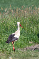 Stork walking in the meadow. The season is spring.