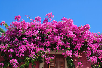 Obraz premium Bougainvillea spectabilis, Pink bougainvillea is blooming.