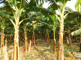 Obraz premium Banana Garden is growing up,Fresh banana is growing up,Banana garden