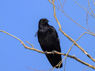 A carrion crow sitting on a small branch