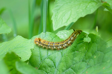 The caterpillar of a drinking moth on a leaf