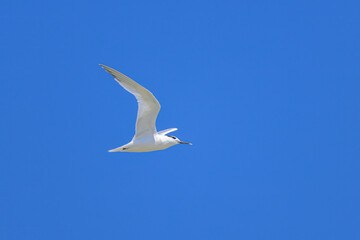 A sandwich tern in flight blue sky