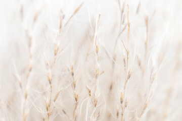 Several Fluffy dry little flowers with buds light natural blur background macro