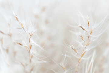 Fluffy dry little flowers with buds light macro