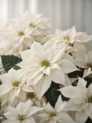 Beautiful white poinsettia composition wallpaper