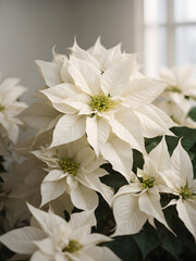 Beautiful white poinsettia composition wallpaper