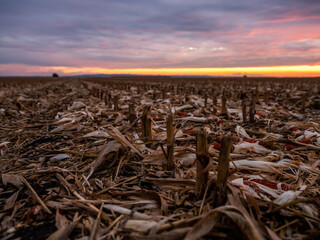 Tranquil sunset over a freshly harvested cornfield with remains of crop