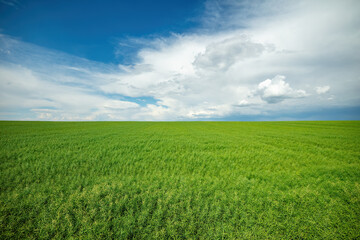 Wide-angle view of a lush oilseed rape field, illustrating agricultural scenery under a dramatic sky
