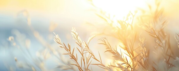 Golden sunrise over a tranquil grassy field.