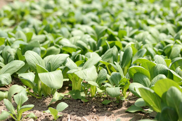 organic vegetables Bok choy