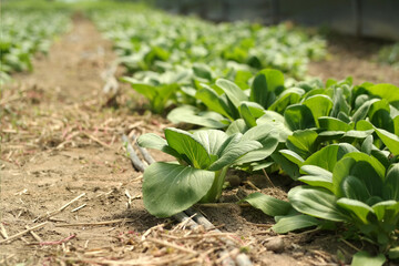organic vegetables Bok choy