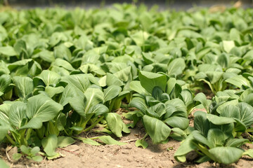 organic vegetables Bok choy