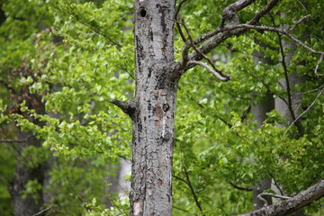 Starlings chicks looking of their hole 