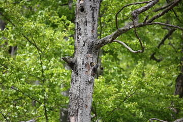 Starling Mother feeding her baby chicks