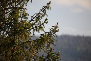 Pine Tree in the Sunset
