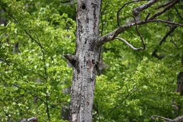 Baby Starling bird being fed by their mother
