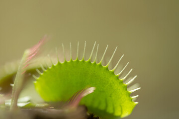 Dionaea muscipula , known as flytrap. Soft background.
