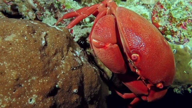 A vivid red crab (Grapsus grapsus) clings to the rocky terrain in the Red Sea, its bold coloration contrasting sharply with the murky backdrop. Macro slow motion.