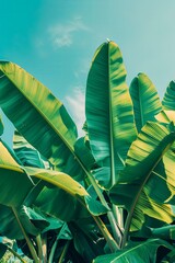 banana leaves, blue sky in the background