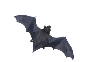 Bat with spread wings isolated on gray background.