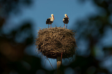 Stork nest on top of a German house roof with blue sky background