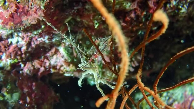 A spider crab (family Majidae), nearly invisible among the sea fans and corals, exemplifies perfect underwater camouflage. Macro slow motion.