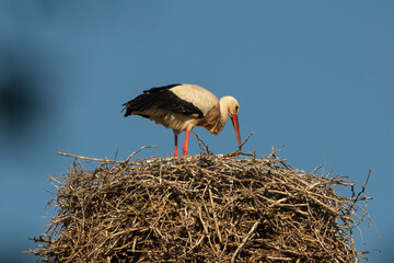 Stork nest on top of a German house roof with blue sky background