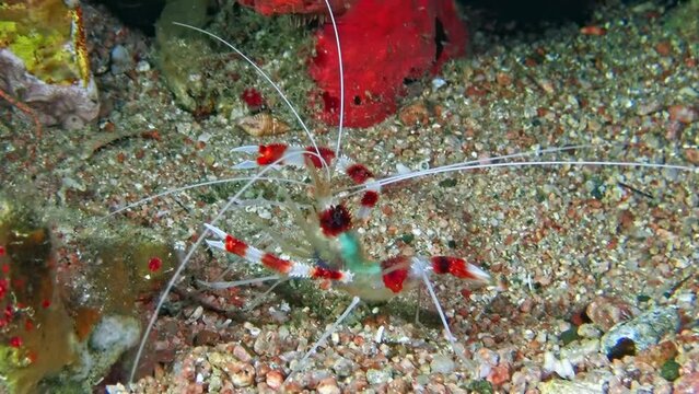 Close-up, vivid depiction of Banded Cleaner Shrimp (Stenopus hispidus), gracefully poised among colorful marine debris in Red Sea, Aqaba, Jordan. Macro slow motion.