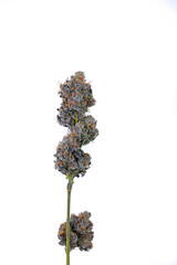 Dried and trimmed Cannabis nugs on stem