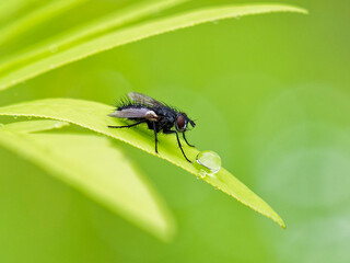 ゼンマイの葉で休むハエと雨の雫