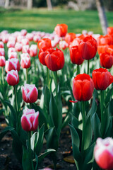red and yellow tulips