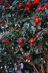 Red Camellia on a bush