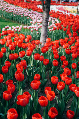 Fototapeta premium red tulips in the garden