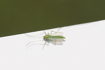 Closeup small, green female chironomid, nonbiting midge, family Chironomidae resting on the edge of a white paper with faded garden. Spring, May, Netherlands.