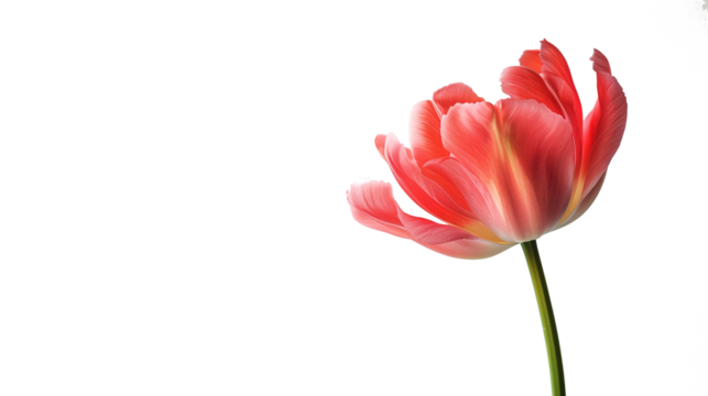 flower isolated on transparent background, flower cut out 