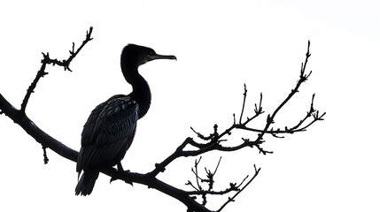 Fototapeta premium Silhouette of great cormorant bird standing on leafless tree branch and looking away against white background : Generative AI