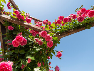 柱に絡みつく薔薇の花