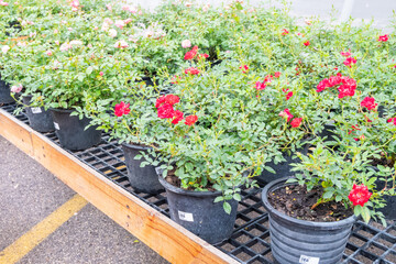 Flowers and plants in pots on a table in flower shop, plants in the interior of greenhouse,Home gardening tropical flower growing in pot,Natural flora,Selective focus,copy space.