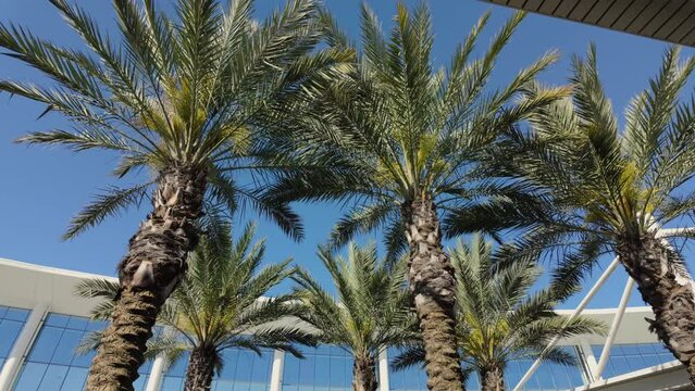 Palm tree near New Orleans International Airport on day