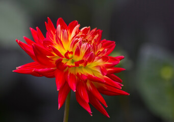 Red dahlia. Beautiful red blooming dahlia with a grey background. Red dahlia is genus of flowering...