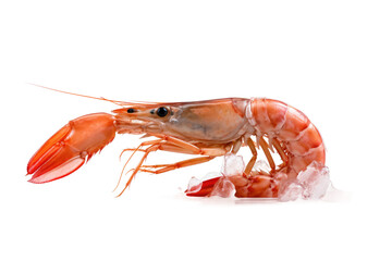 Graceful Shrimp Ballet on a Blank Canvas on White or PNG Transparent Background.