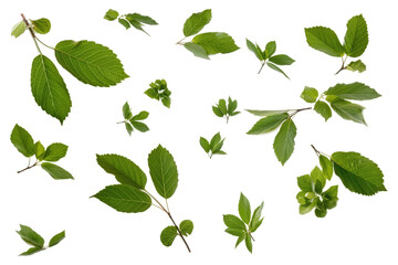 Fototapeta premium Verdant Dance: A Symphony of Green Leaves on White or PNG Transparent Background.